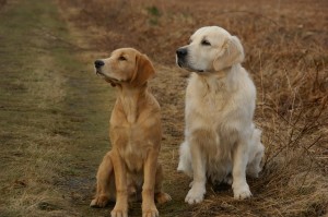 golden-retriever-379226_1280